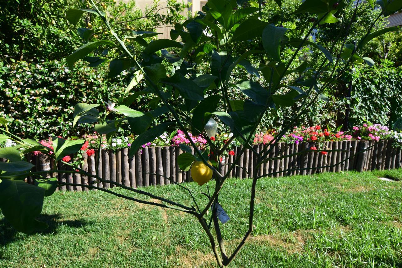 Giardino Sorrentino Bed & Breakfast Exterior photo